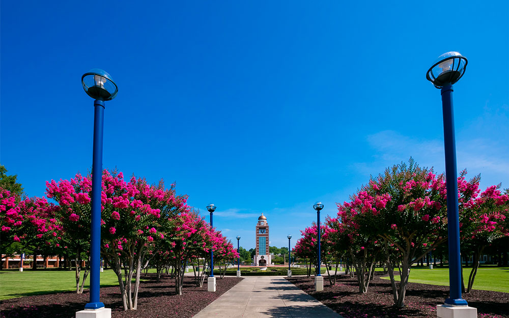Ƶ Bell Tower is in the background. Image follows the path in the campus green with pink crepe myrtles on either side